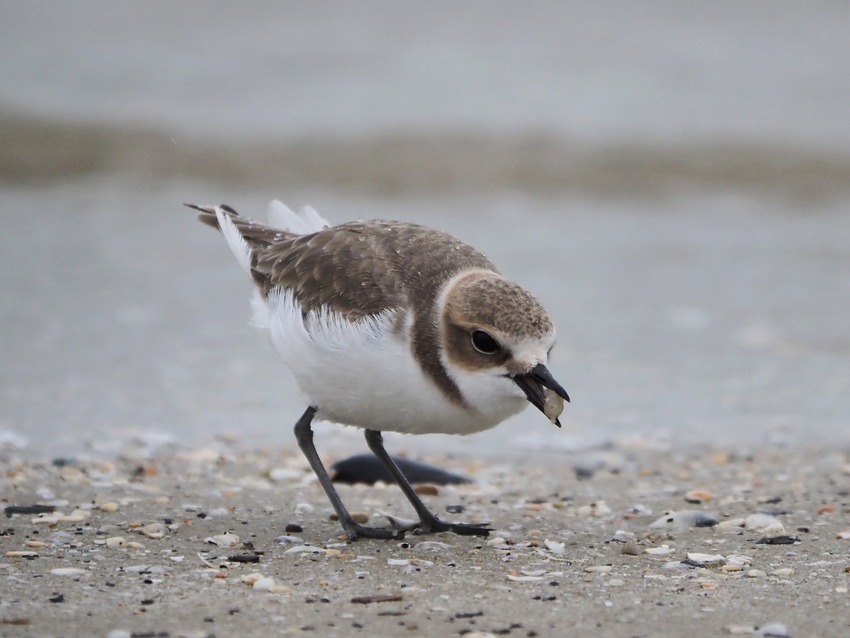 Il giovane Fratino (Charadrius alexandrinus) e le vongole..